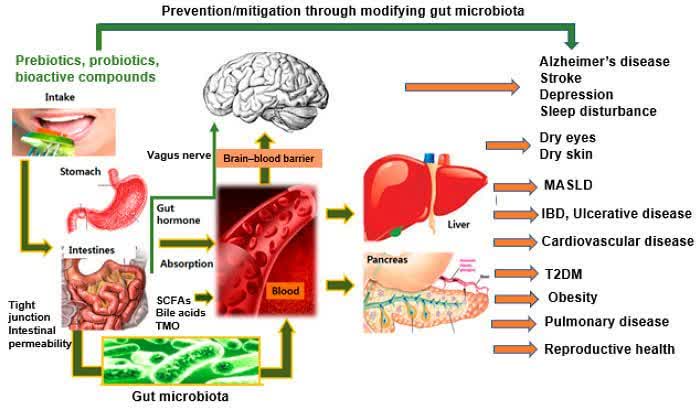 میکروبیوم روده و سلامتی