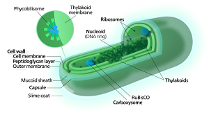Photosynthesiscyanobaktria