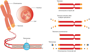 تلومرها و پیری
