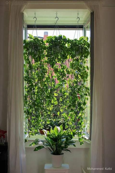 windowplant
