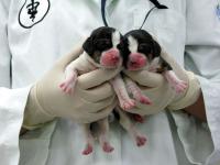 cloning