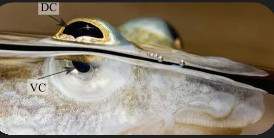 ماهی چهار چشم