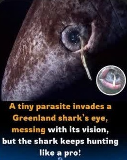 انگل چشم کوسه گرینلند