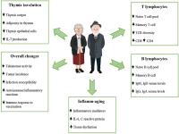 جوانسازی سیستم ایمنی