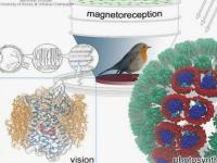 زیست شناسی کوانتومی